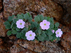 Erodium corsicum