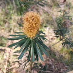 Banksia marginata, photograph author not stated, no rights reserved