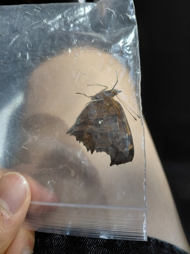 Asian Comma