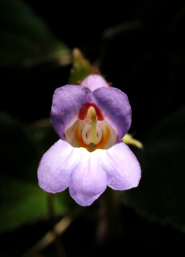 Primulina dryas