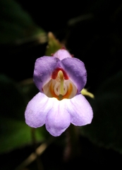 Primulina dryas
