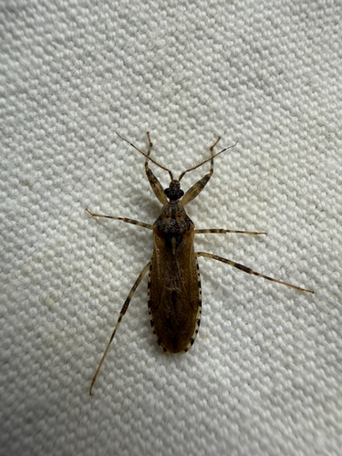 Oncocephalus squalidus