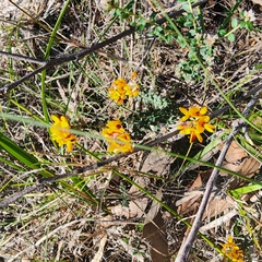 Pultenaea gunnii, photograph author not stated, no rights reserved