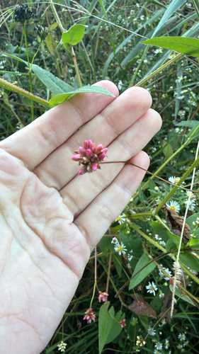 arrow-leaved tearthumb