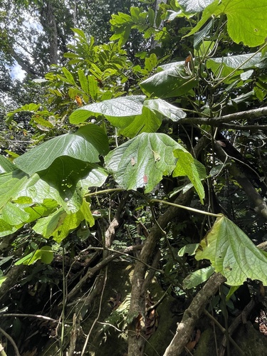 pariparoba