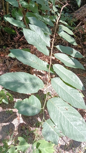 Pterospermum observed 2026-09-20