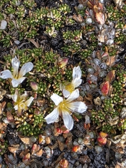 Cherleria obtusiloba