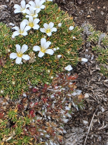 Cherleria obtusiloba, photograph 2
