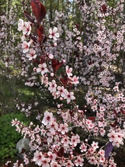 Prunus cistena