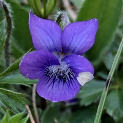 Viola fimbriatula