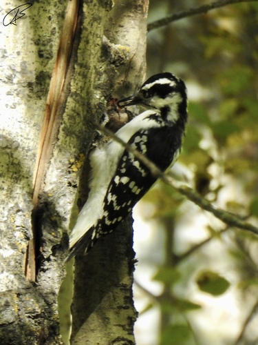 Hairy Woodpecker