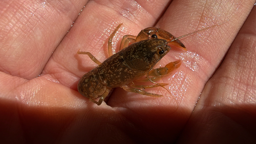 Cambaroides similis observed 2026-09-20