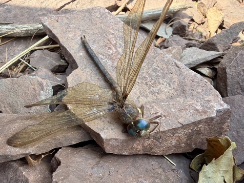 Fawn Darner
