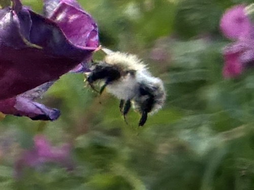 Common Carder Bumble Bee