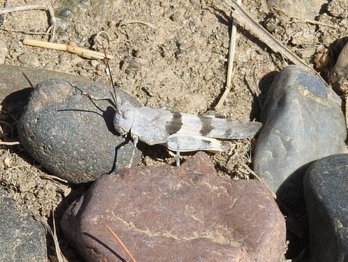 Strenuous Grasshopper