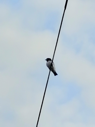 Fiji Woodswallow