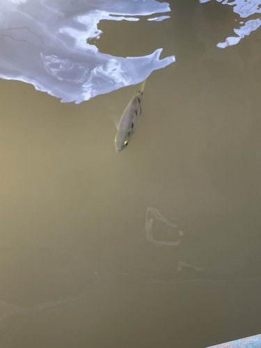Spotted Archerfish