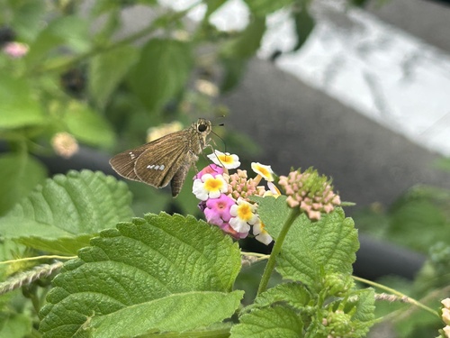 Common Straight Swift