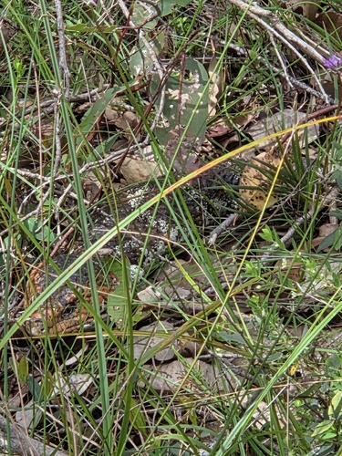 Southwestern Shingleback