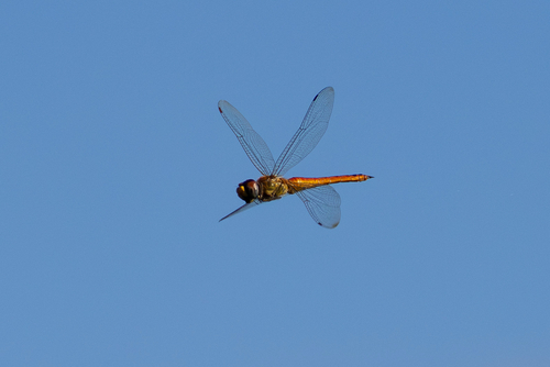 Wandering Glider