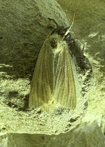 Common Wainscot