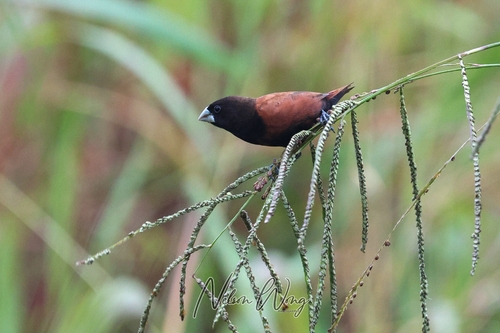 Chestnut Munia
