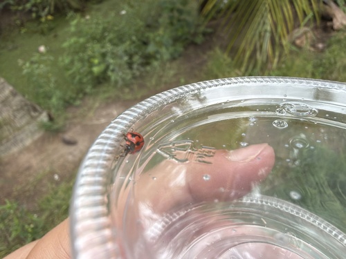 Small Transverse Ladybird Beetle