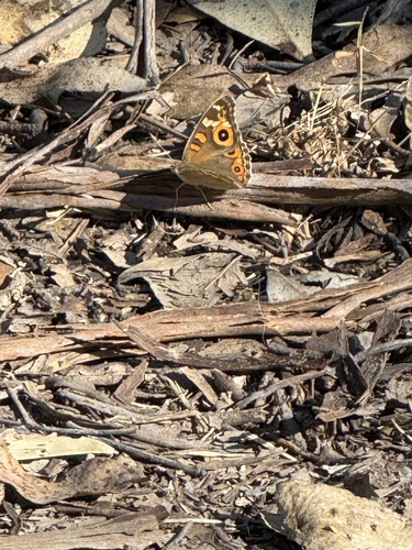 Meadow Argus