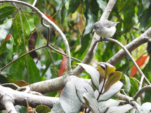 Pale-billed Flowerpecker