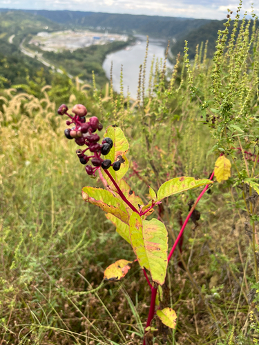 American pokeweed