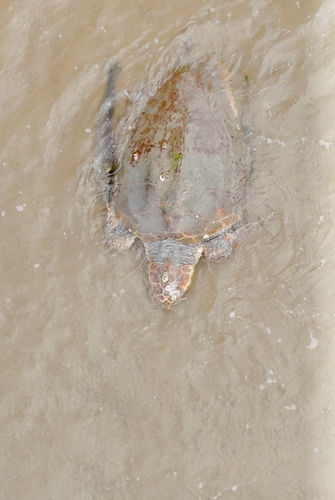 Loggerhead Sea Turtle