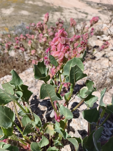 Rumex vesicarius