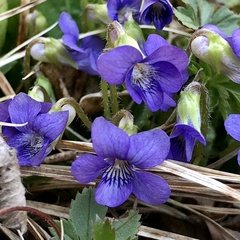 Viola fimbriatula