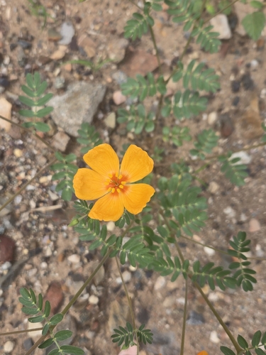 Kallstroemia grandiflora, photograph 2