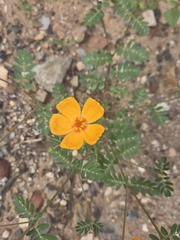 author not stated, no rights reserved Kallstroemia grandiflora, photograph author not stated, no rights reserved