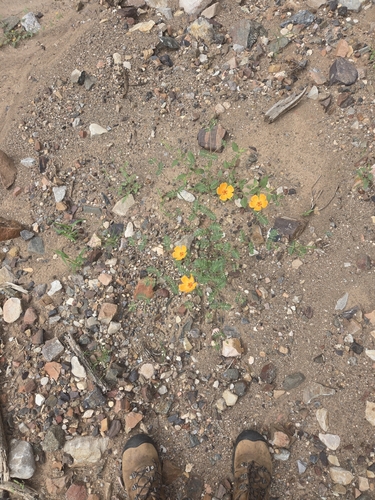 Kallstroemia grandiflora, photograph 3
