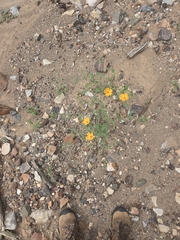 author not stated, no rights reserved Kallstroemia grandiflora, photograph author not stated, no rights reserved