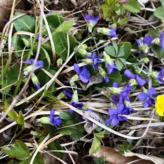 Viola fimbriatula
