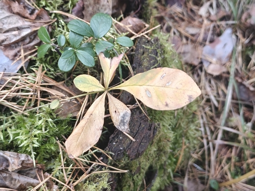 Lysimachia europaea, photograph 3