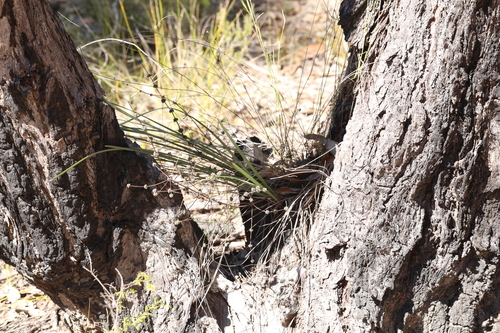 Lomandra multiflora, photograph 4