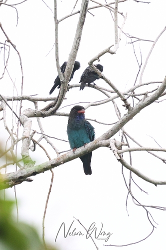 Dollarbird
