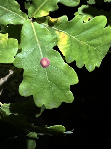 Smooth Spangle Gall Wasp