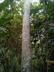 Endospermum diadenum