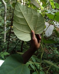 Endospermum diadenum