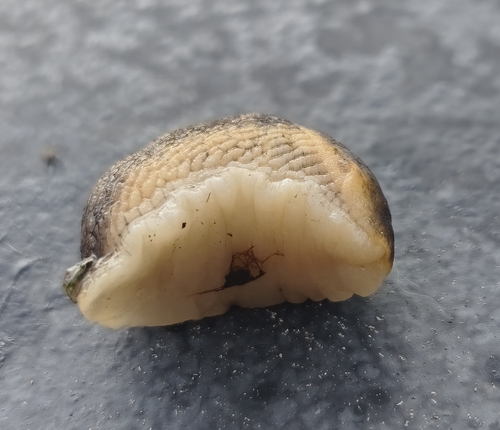 Northern Dusky Slug