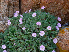 Erodium corsicum