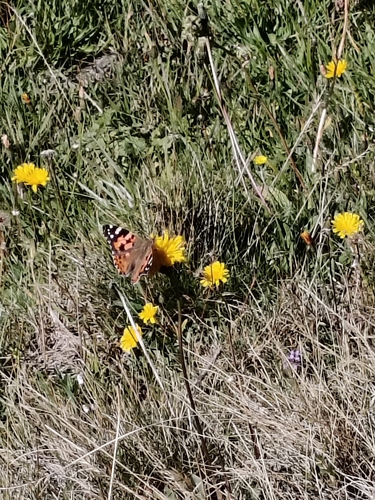 Painted Lady
