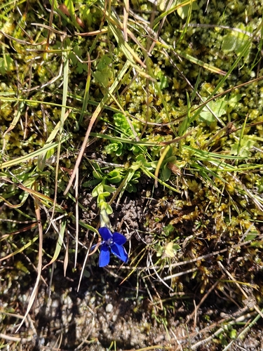 Bavarian gentian
