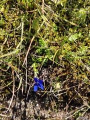 Gentiana bavarica, photograph author not stated, no rights reserved