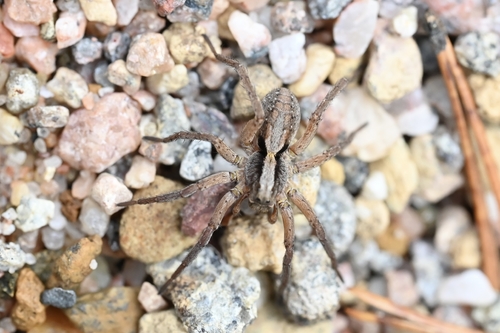 Spinyrib Wolf Spider